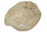 Pliocene/Pleistocene Fossil Brachiopod (Terebratula) #189423-1